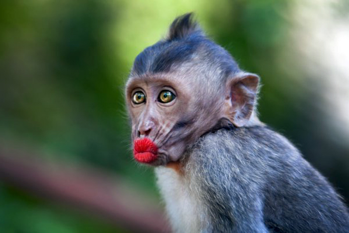 funny monkey kiss