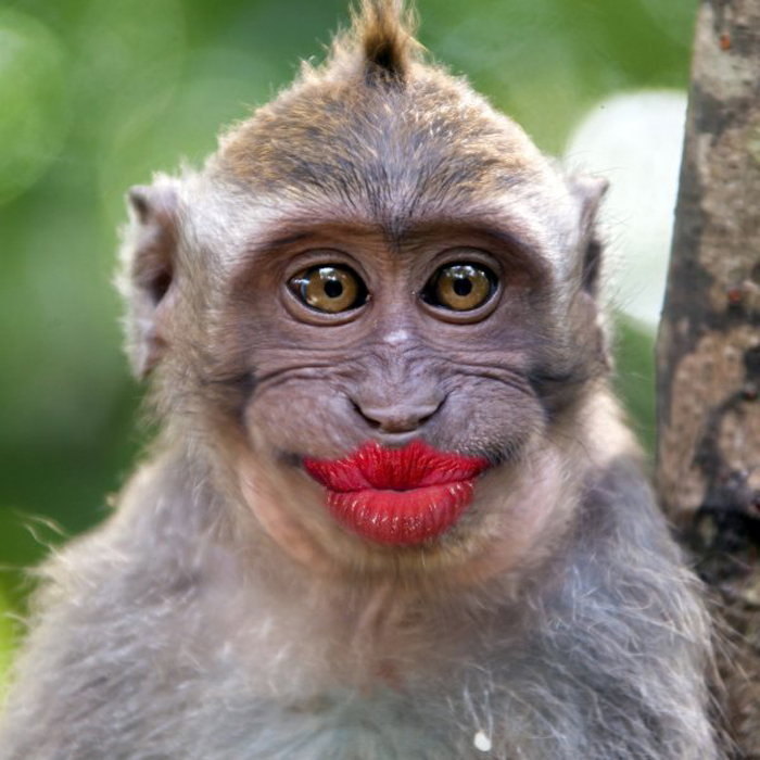 funny monkey with a red