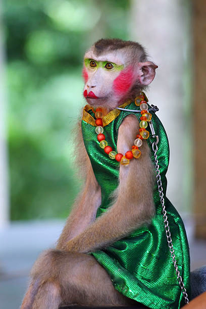 monkey wait love