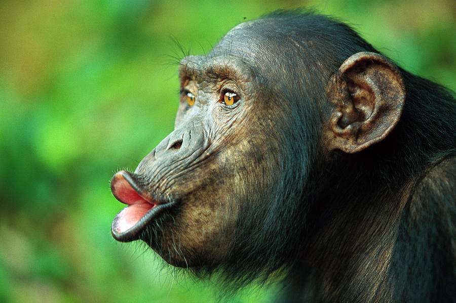 Give me a kiss! Chimpanzee